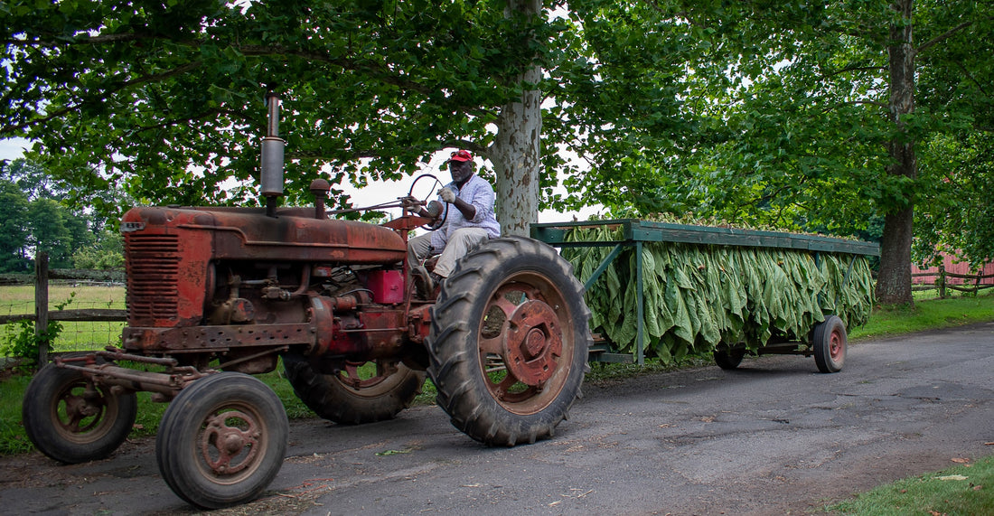 Explore the Rich History of Cigar Farms in The US